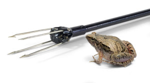 frog-gig